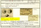 Karteikarte zum Syntyp von Rotalia novo-zelandica Karrer, 1864